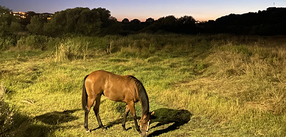Can moon cycles affect horse behaviour? 