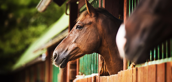 How to enrich your horse’s life