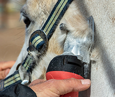 Clipping your horse for autumn