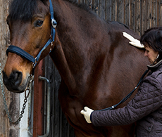 Kissing spines – what is it and how can you help your horse?