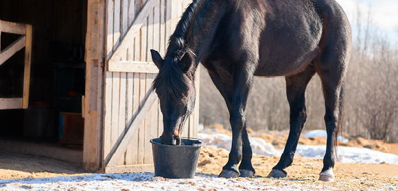 The complete winter-feeding guide for horses