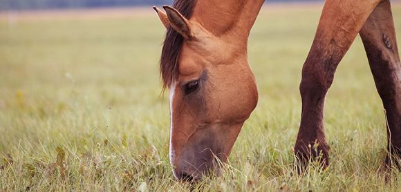Equine Grass Sickness 101: How to protect your horse