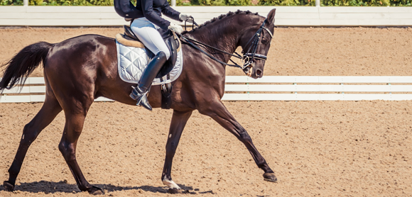 Maximise your dressage marks