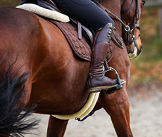 3 exercises to focus a sharp or spooky horse in winter
